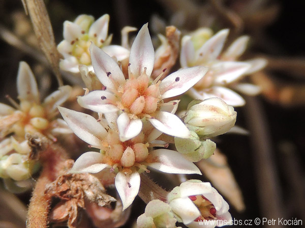 Sedum hispanicum