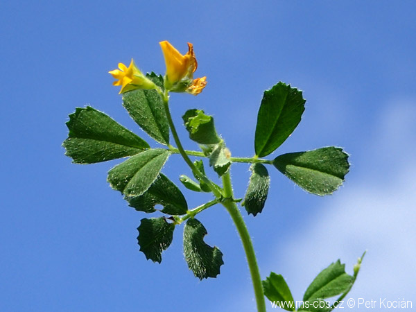 medicago-rigidula-8