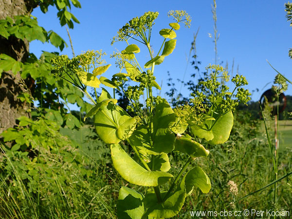 smyrnium-perfoliatum-2