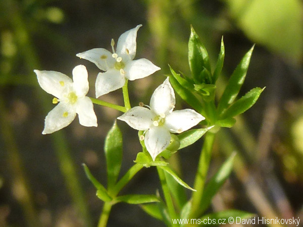 galium-parisiense-3