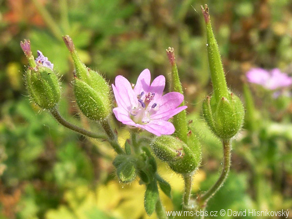 geranium-aequale-5