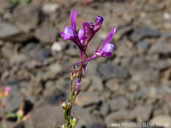 linaria-pelisseriana-1