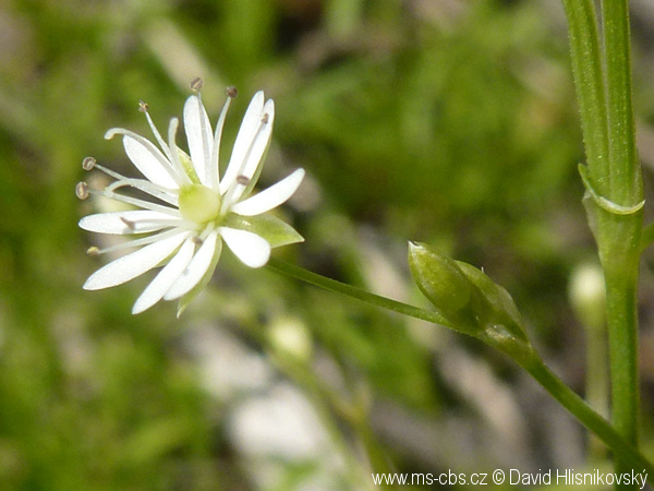 stellaria-longifolia-3