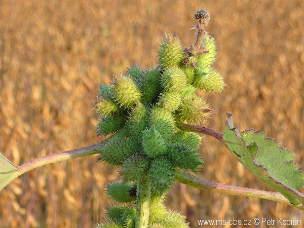 xanthium-albinum-5