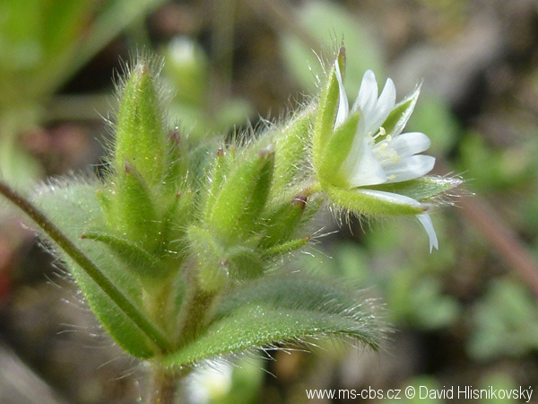 cerastium-brachypetalum-4