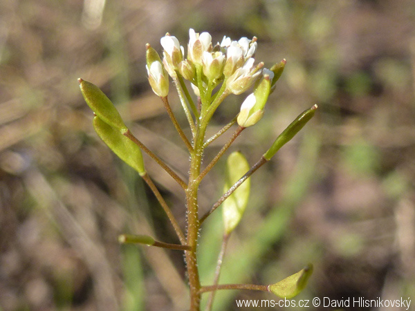 draba-muralis-4