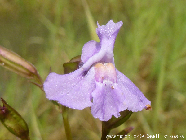 mimulus-ringens-4