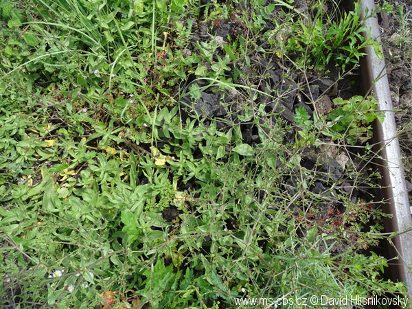 Tento obrázek nemá vyplněný atribut alt; název souboru je gypsophila-perfoliata-4.jpg.