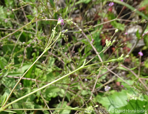 Tento obrázek nemá vyplněný atribut alt; název souboru je gypsophila-perfoliata-5.jpg.